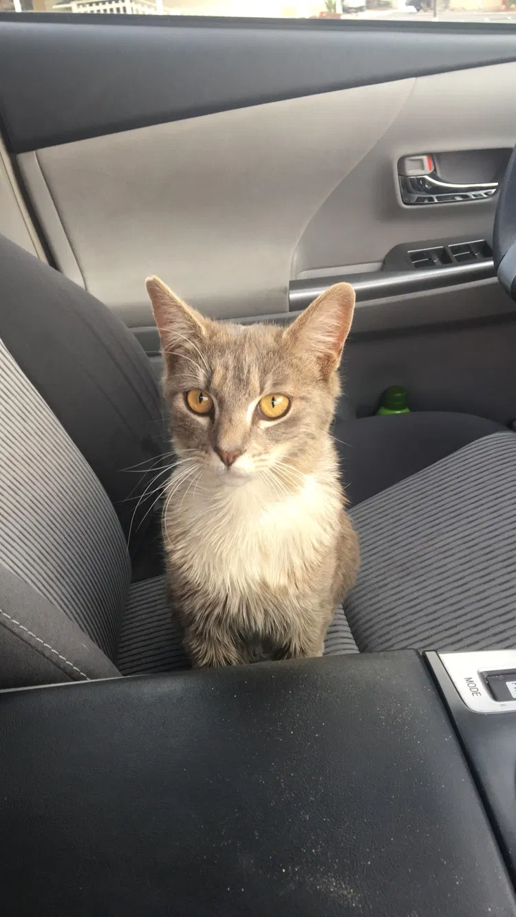 Lost cat in Bakersfield, CA, 93308