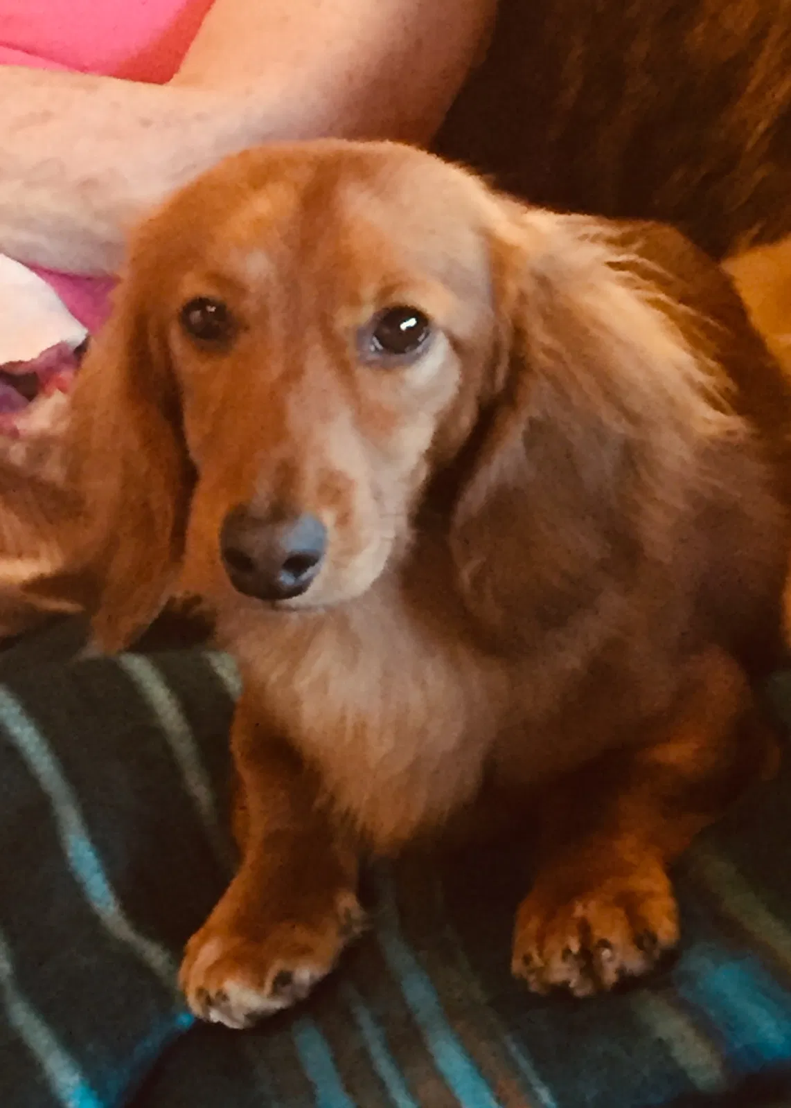 Lost dog in Placitas, NM, 87043