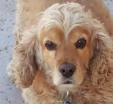 Lost dog in Antioch, CA, 94531