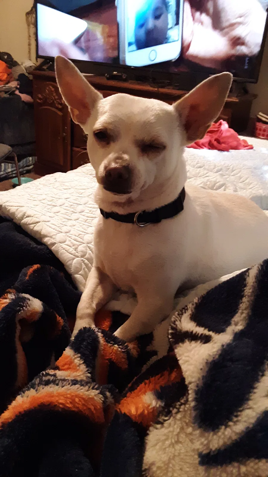 Lost dog in Lubbock, TX, 79413