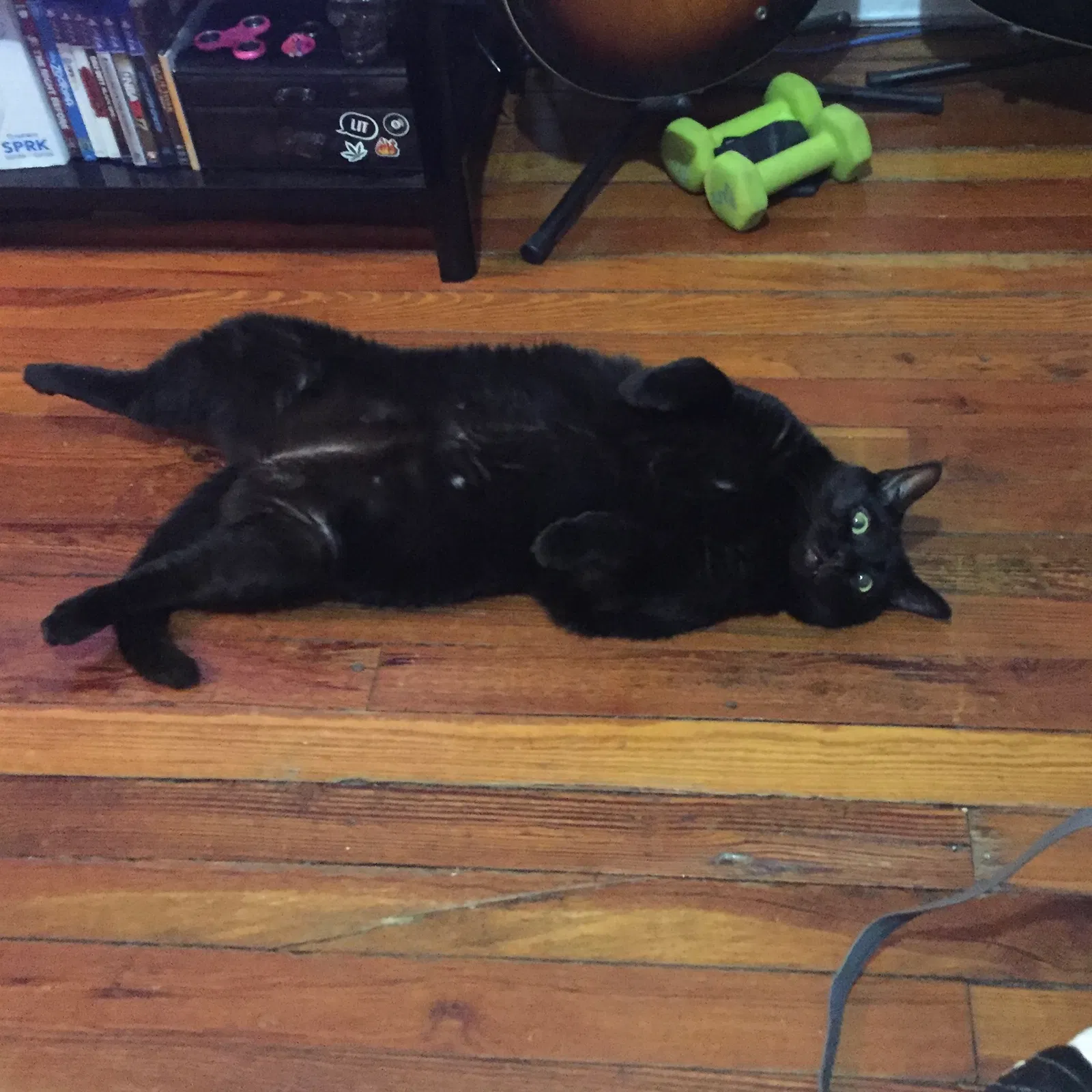 Lost cat in Brooklyn, NY, 11204