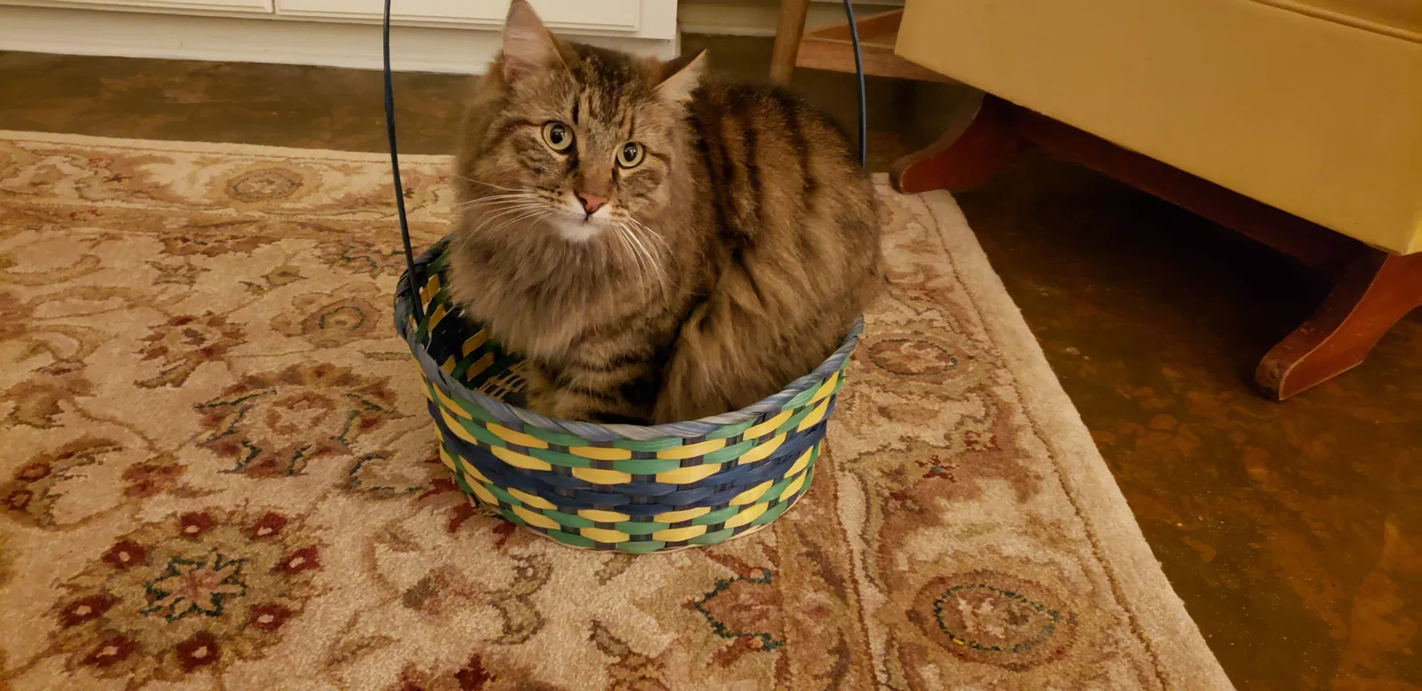Lost cat in Bossier City, LA, 71111