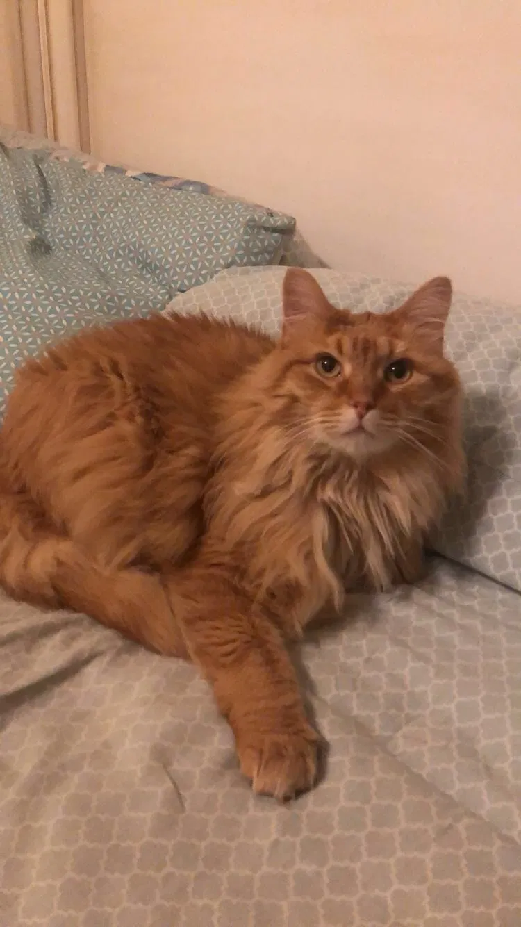 Lost cat in Akron, OH, 44319