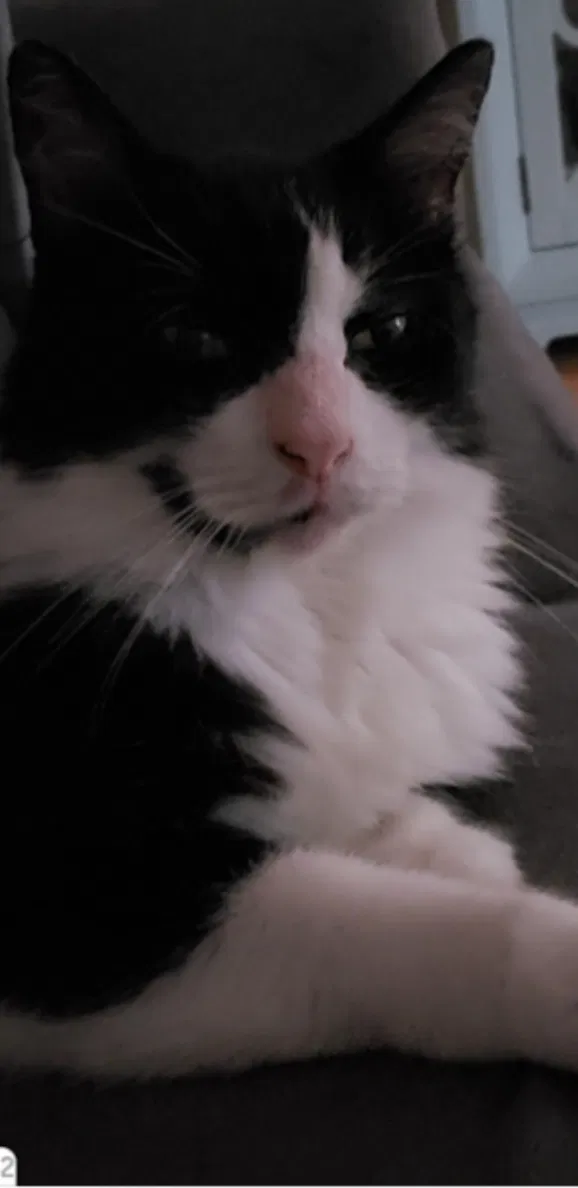 Lost cat in Sarasota, FL, 34233