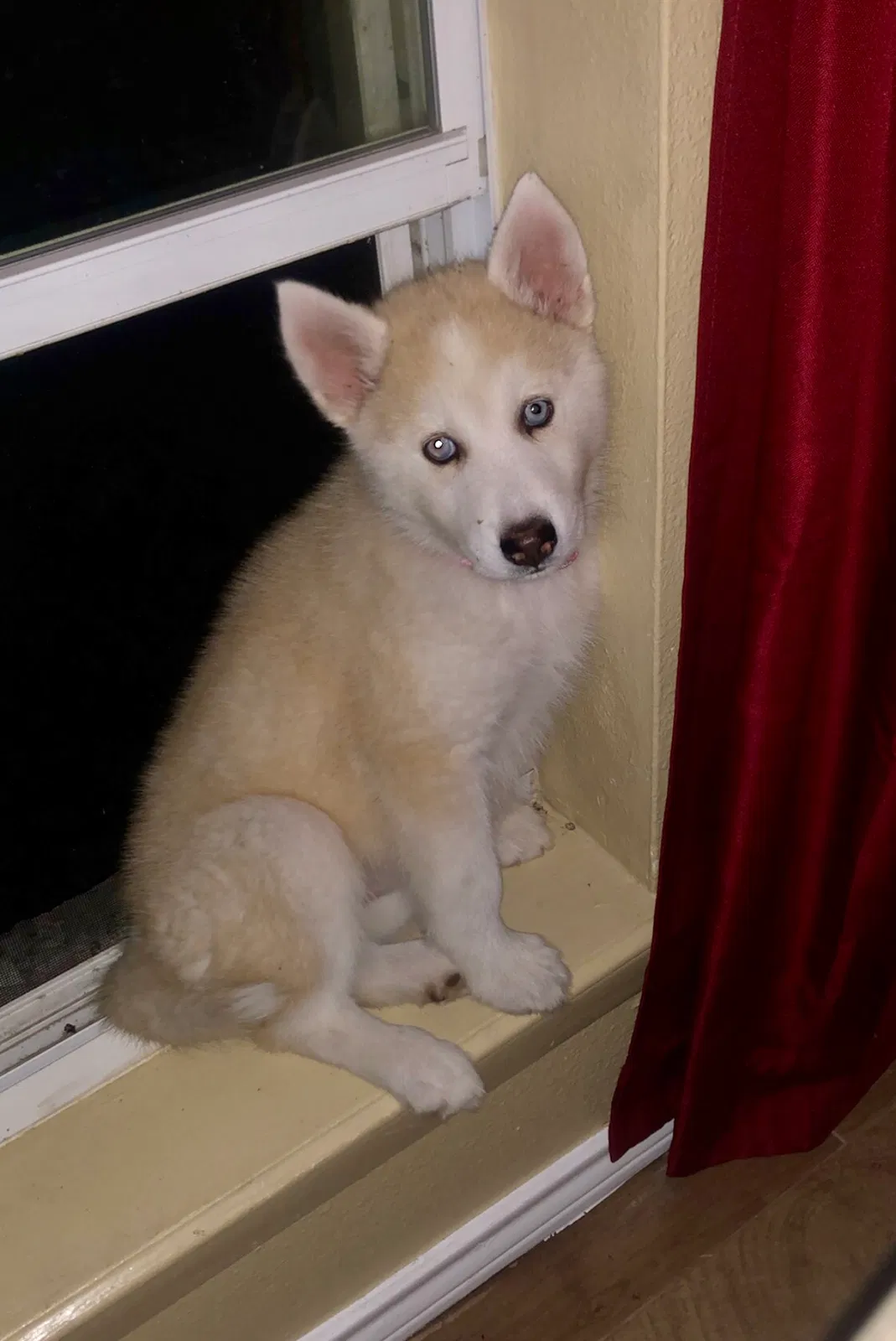 Lost dog in Port Isabel, TX, 78578