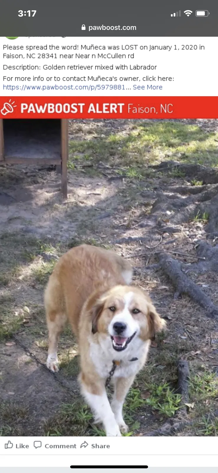 Lost dog in Faison, NC, 28341