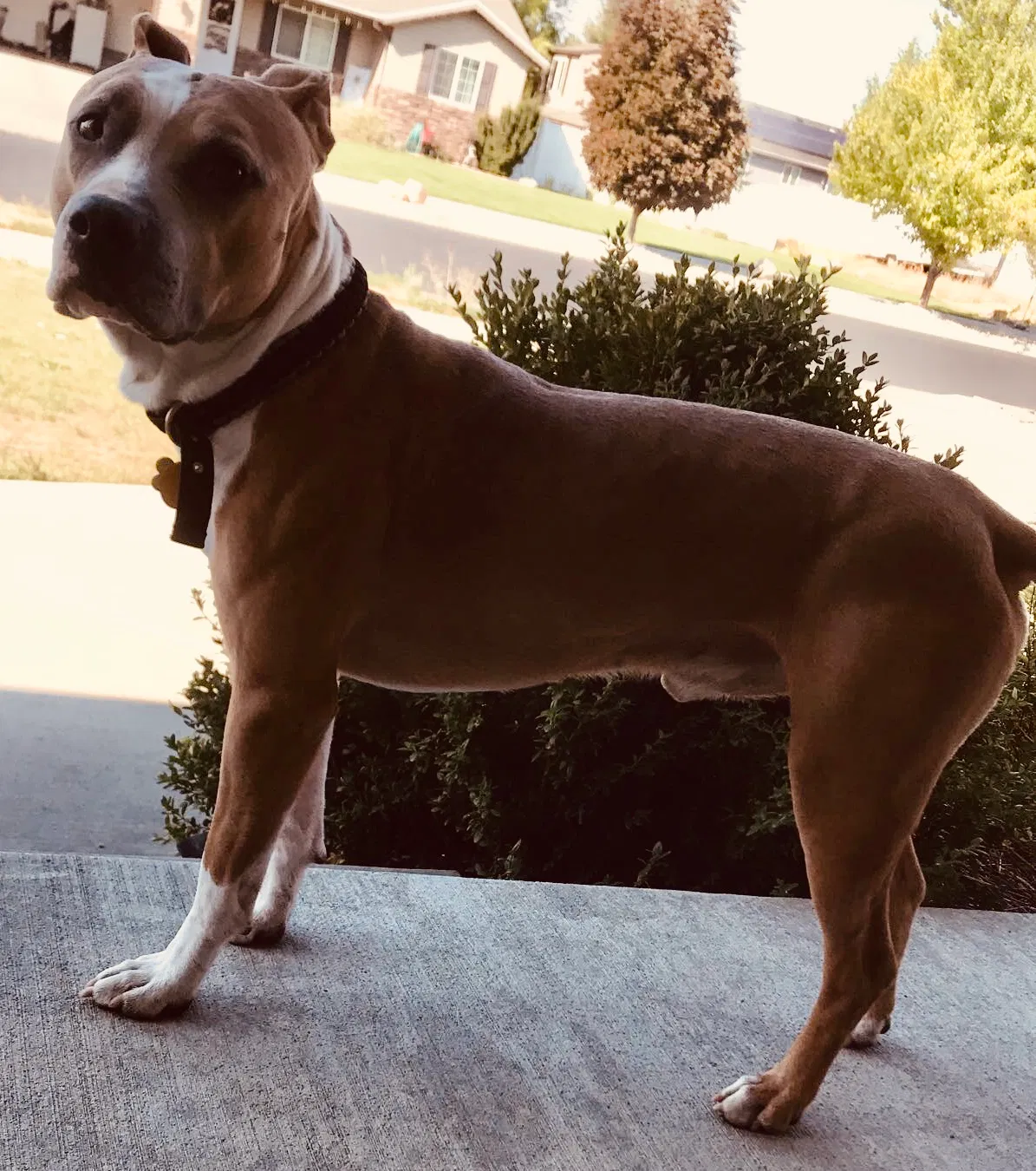 Lost dog in Millville, UT, 84326