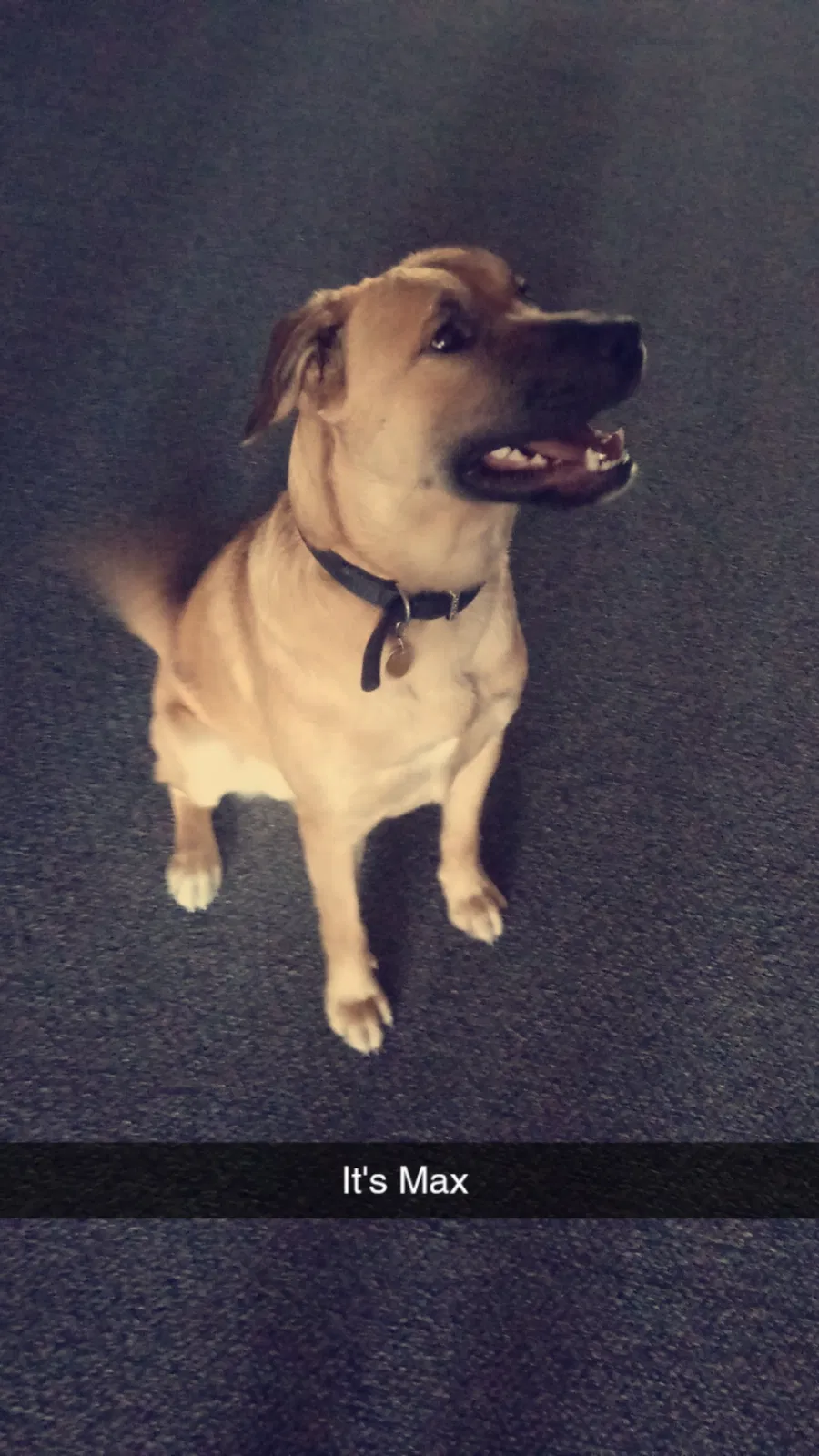 Lost dog in Wichita, KS, 67217