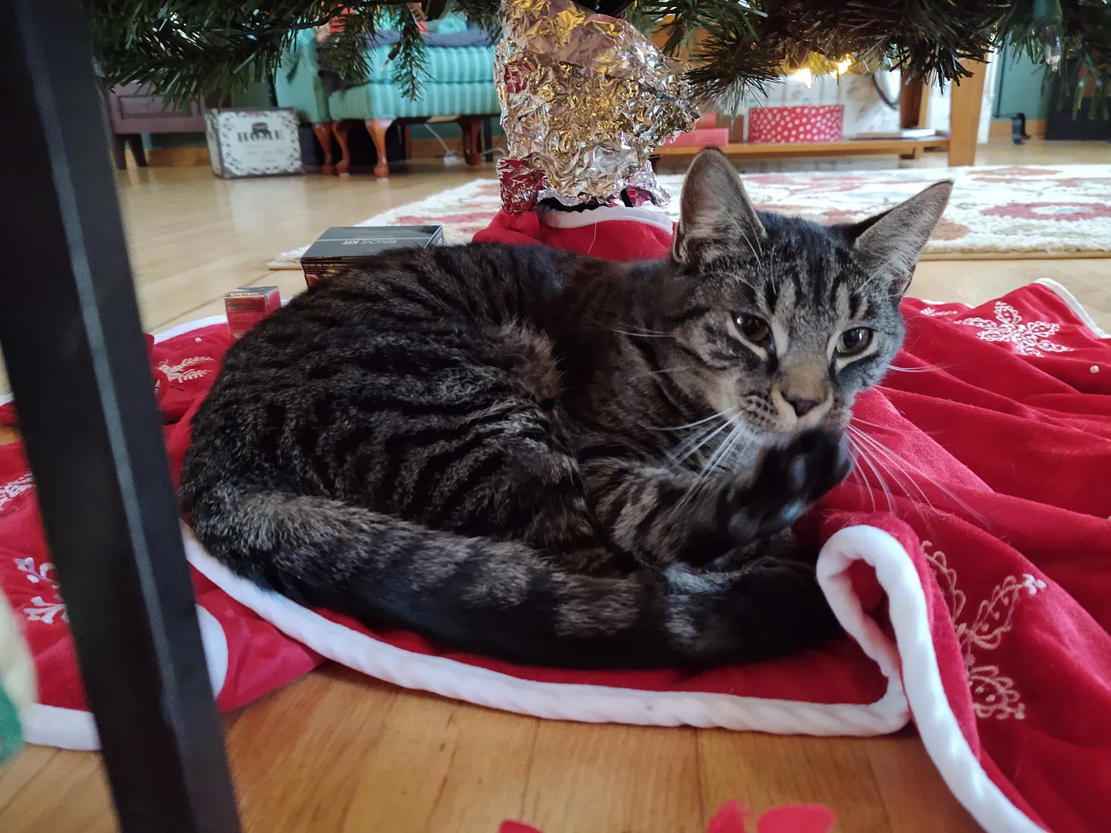 Lost cat in Fort Edward, NY, 12828