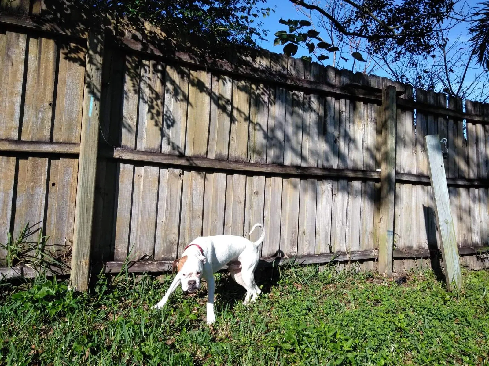 Lost dog in Orlando, FL, 32826