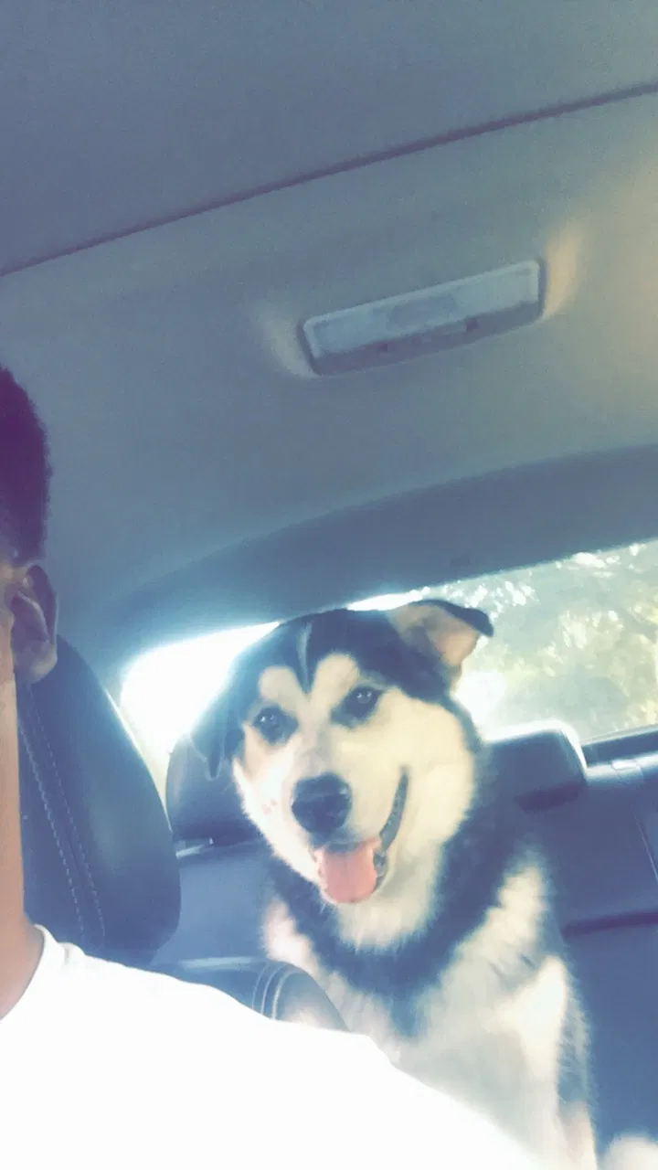 Lost dog in San Angelo, TX, 76901
