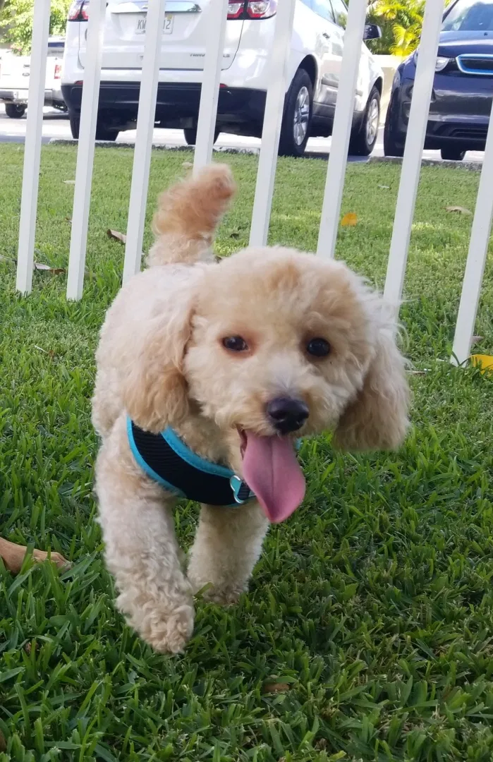 Lost dog in Miami, FL, 33186