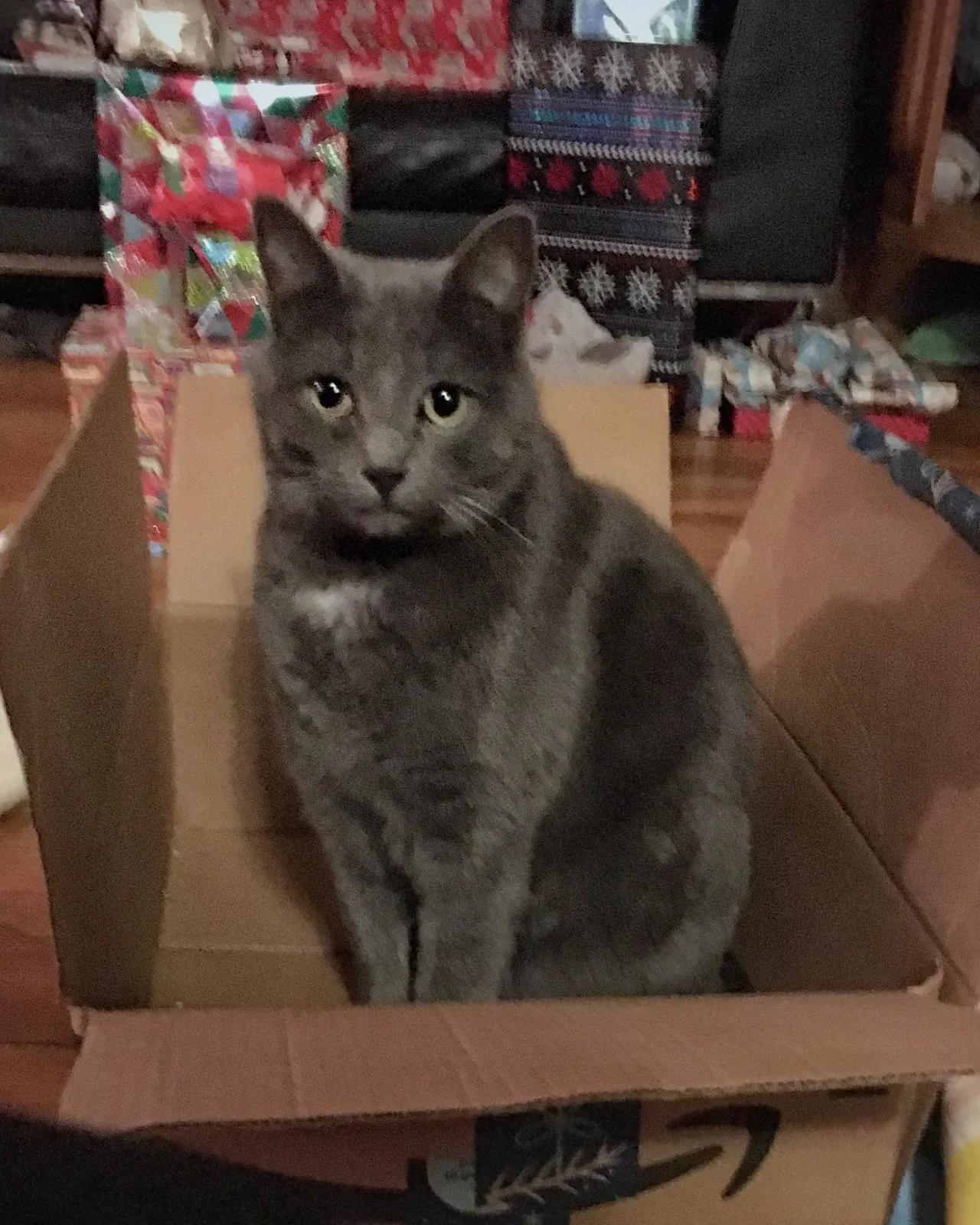 Lost cat in Albuquerque, NM, 87106