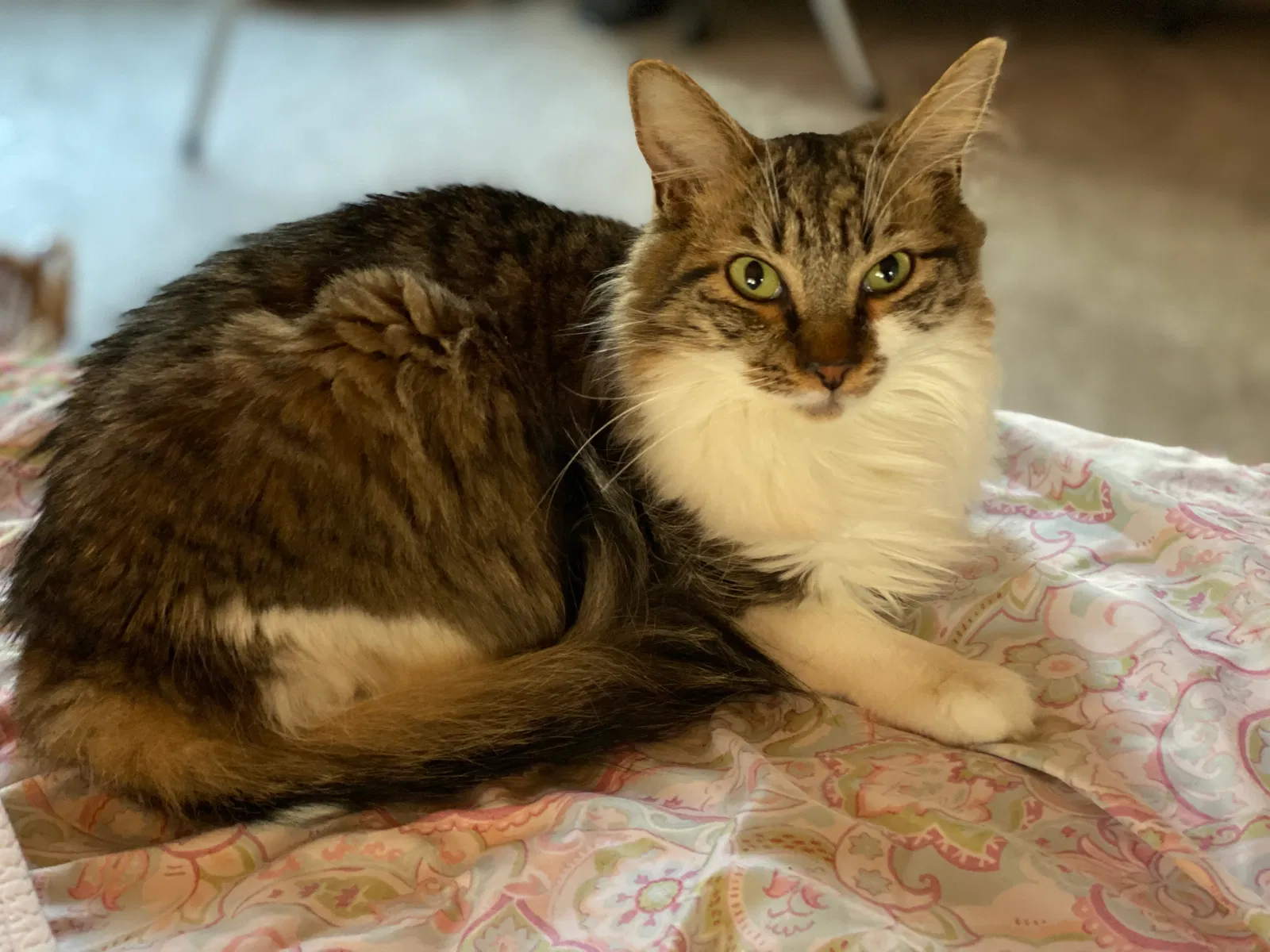 Lost cat in Stone Mountain, GA, 30087