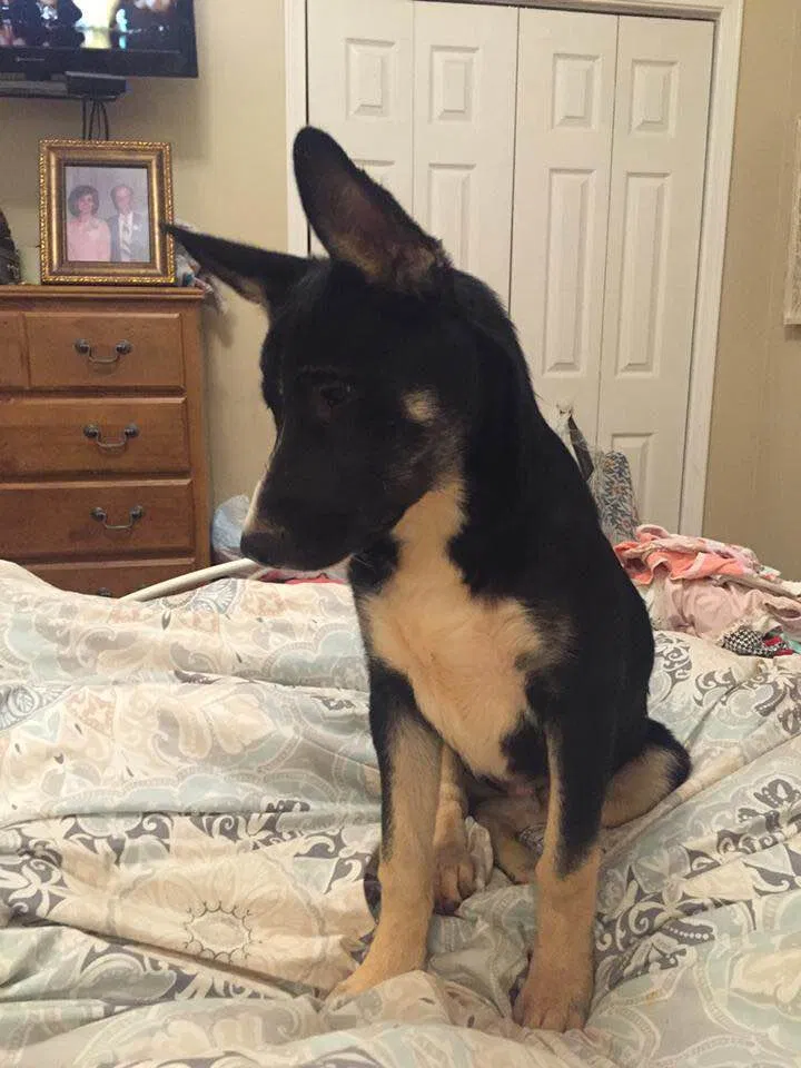 Lost dog in Griffin, GA, 30223