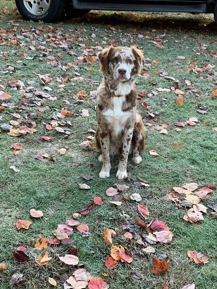 Lost dog in Griffin, GA, 30223
