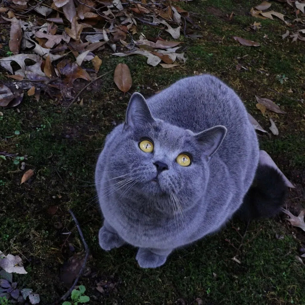 Lost cat in Norcross, GA, 30071