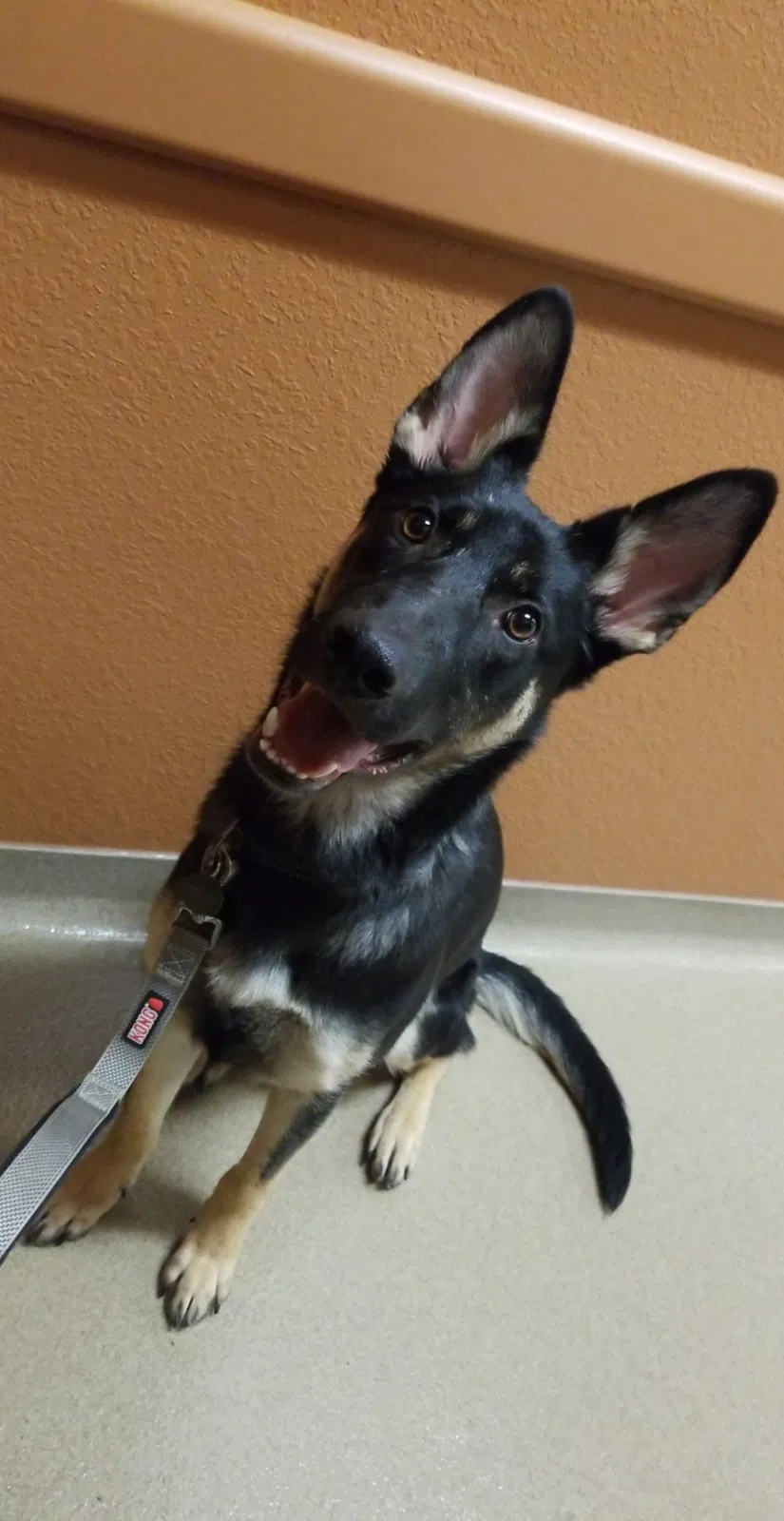 Lost dog in Milwaukee, WI, 53214
