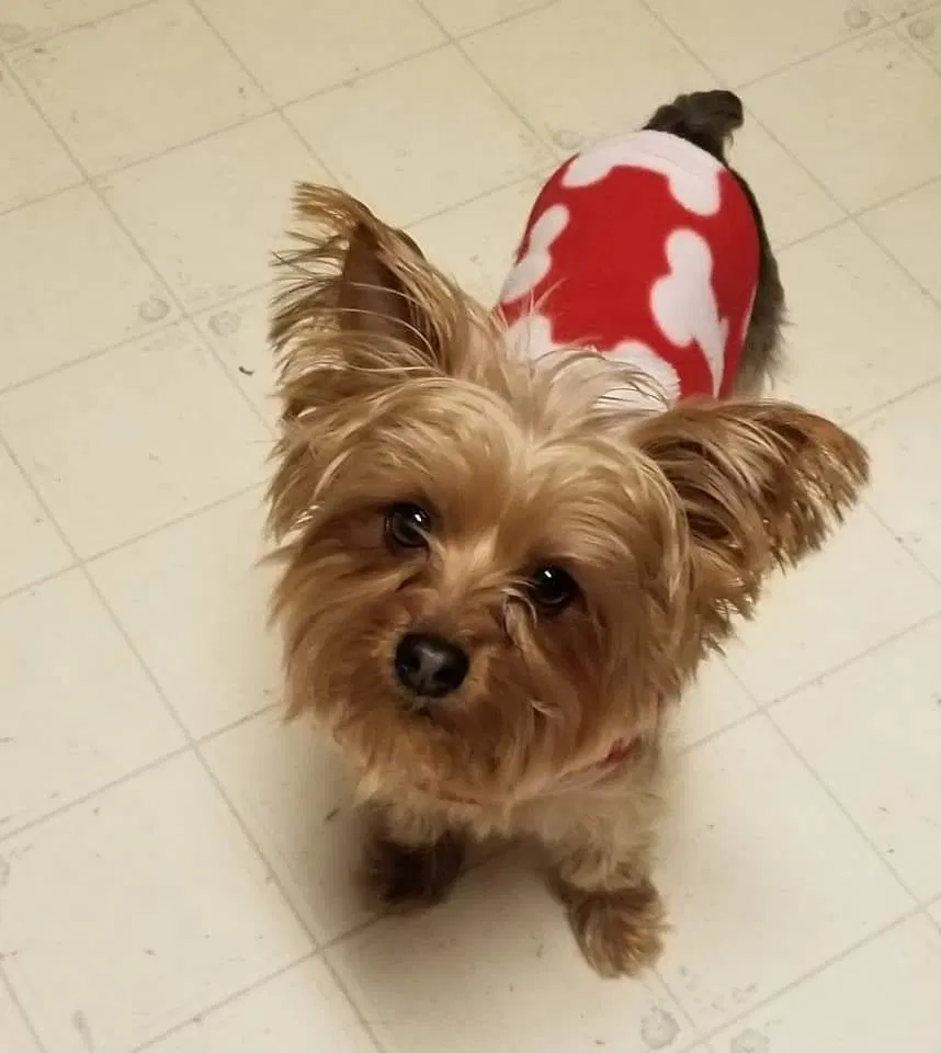 Lost dog in Rogers, AR, 72758