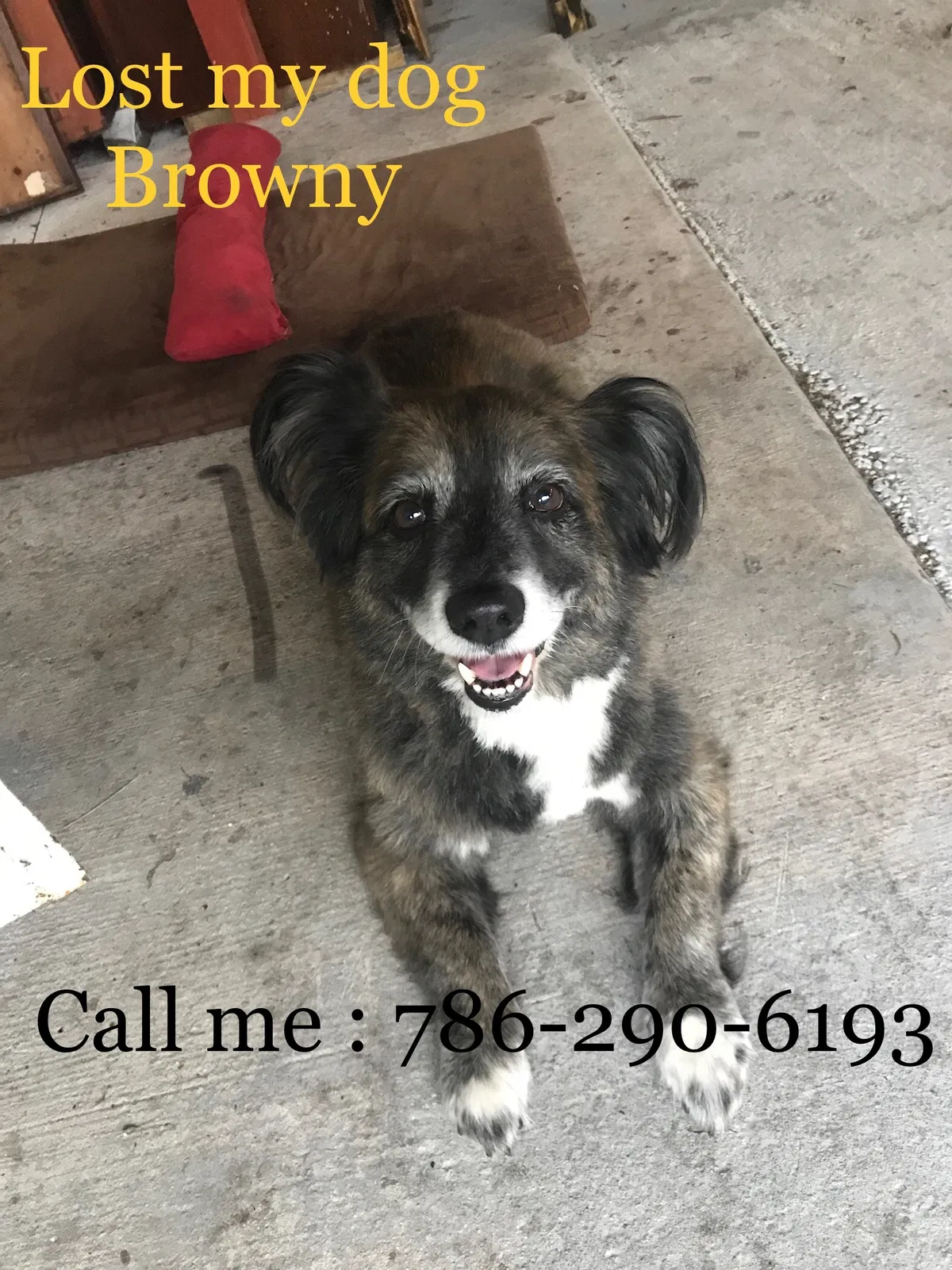 Lost dog in Miami, FL, 33142