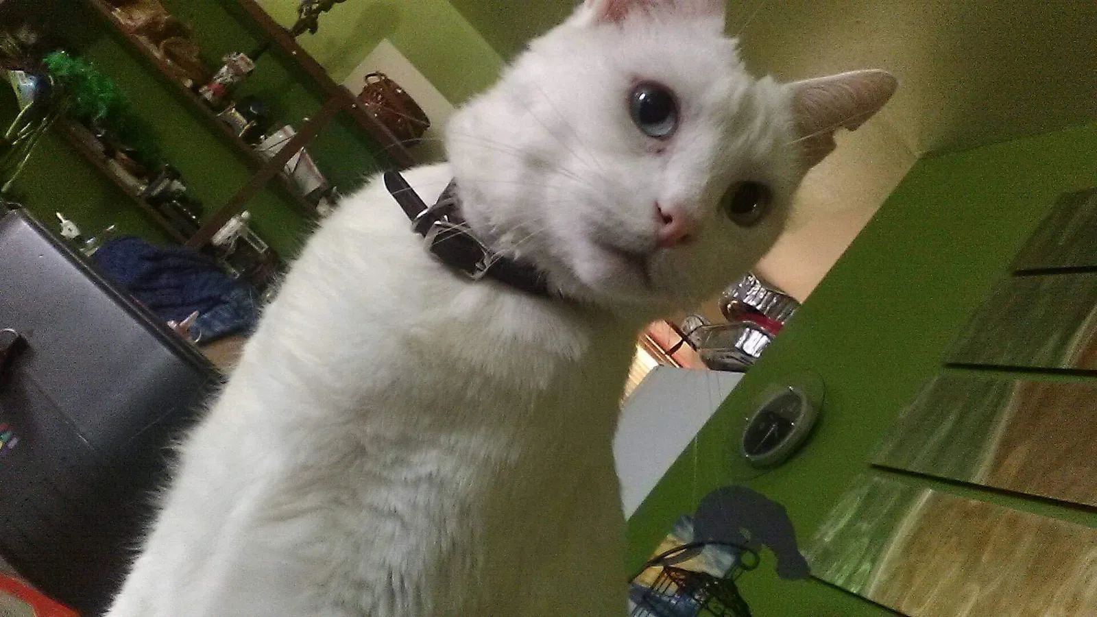 Lost cat in Roswell, NM, 88201