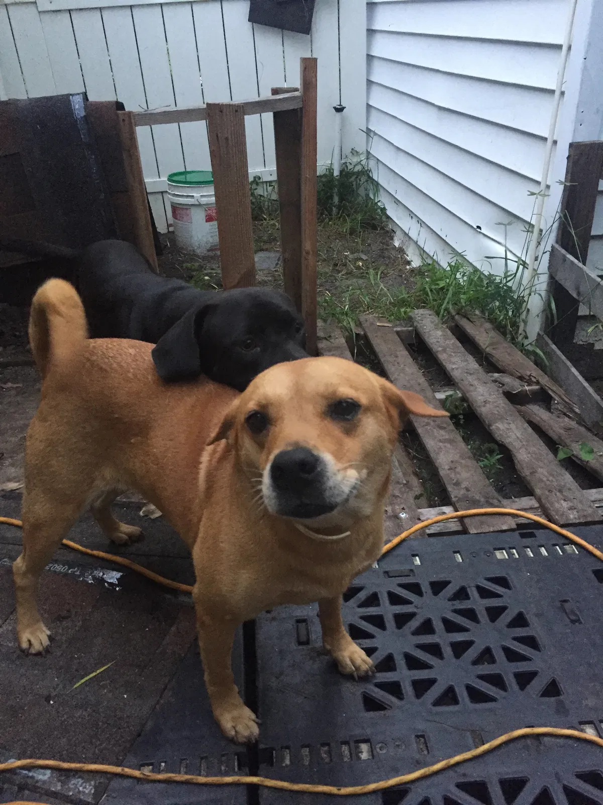 Lost dog in Daytona Beach, FL, 32114
