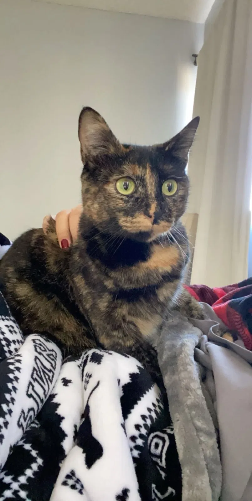 Lost cat in Spring Valley, CA, 91977
