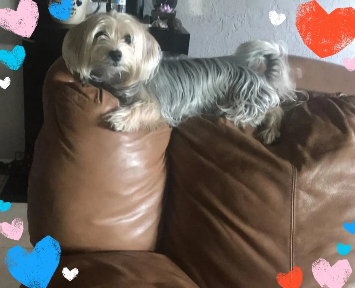 Lost dog in Hollywood, FL, 33023