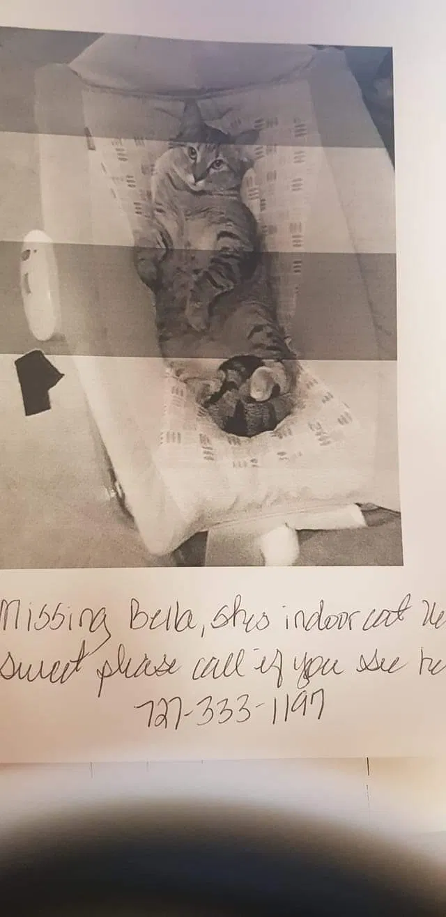 Lost cat in Clearwater, FL, 33764