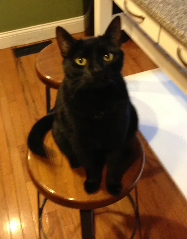 Lost cat in Columbus, OH, 43201