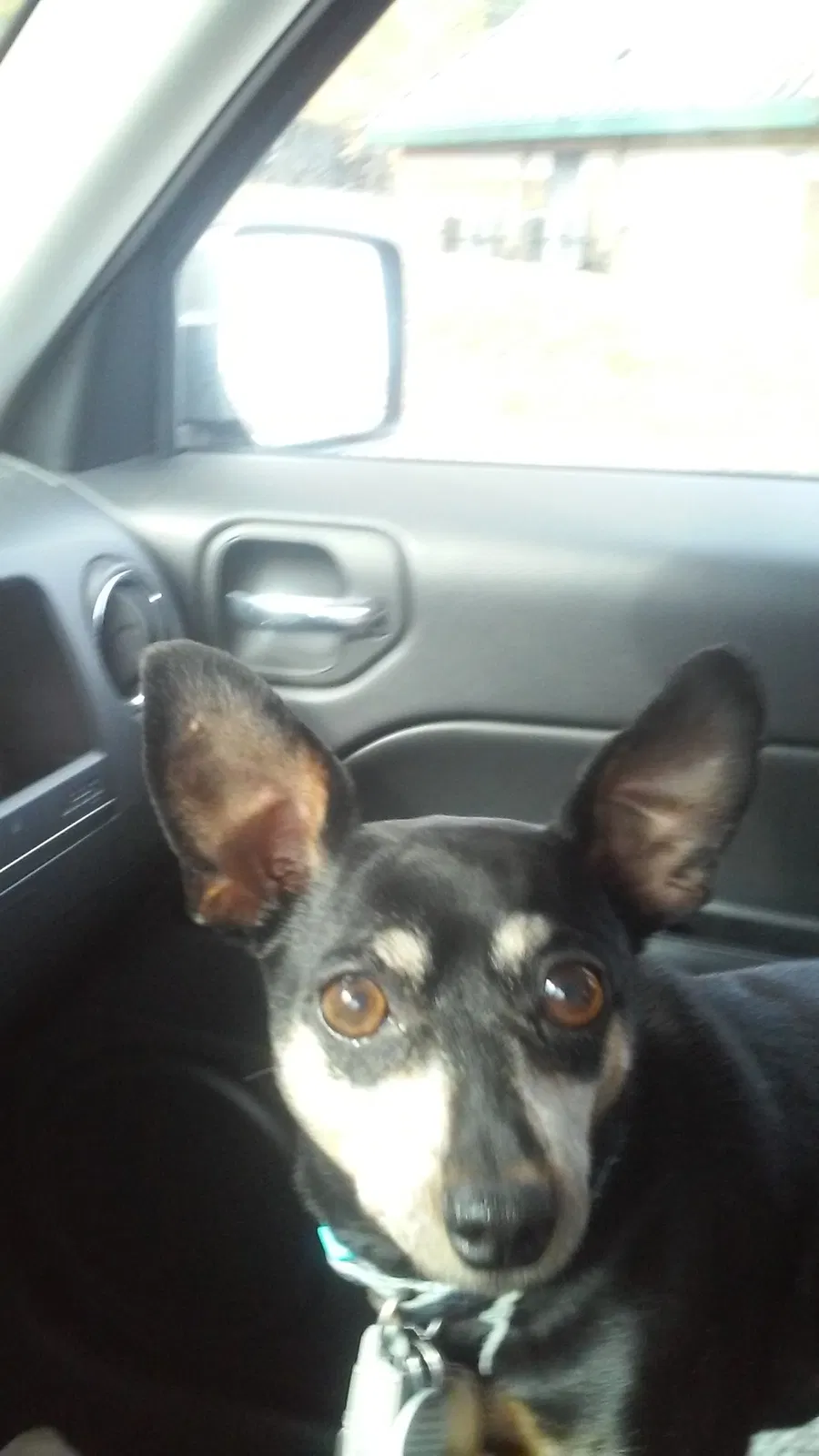Lost dog in Greenville, SC, 29611