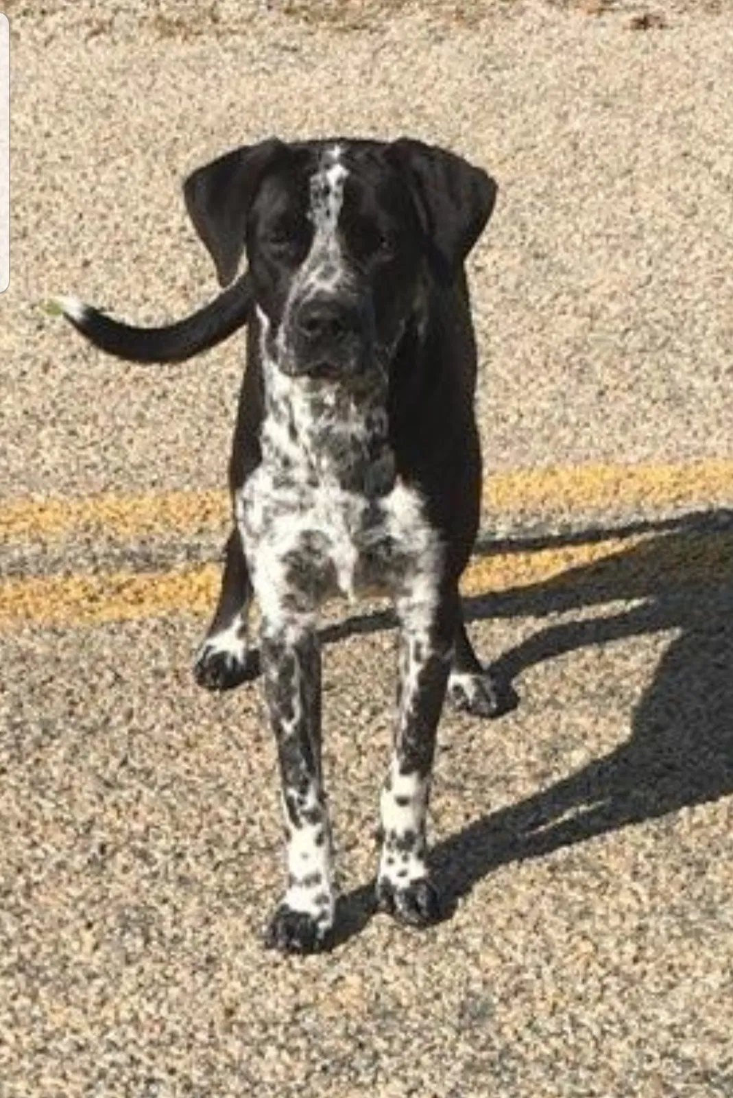 Found dog in Slocomb, AL, 36375