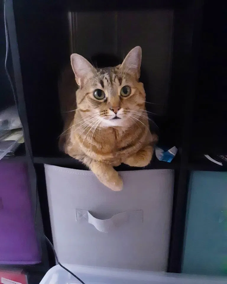Lost cat in Lyman, SC, 29365