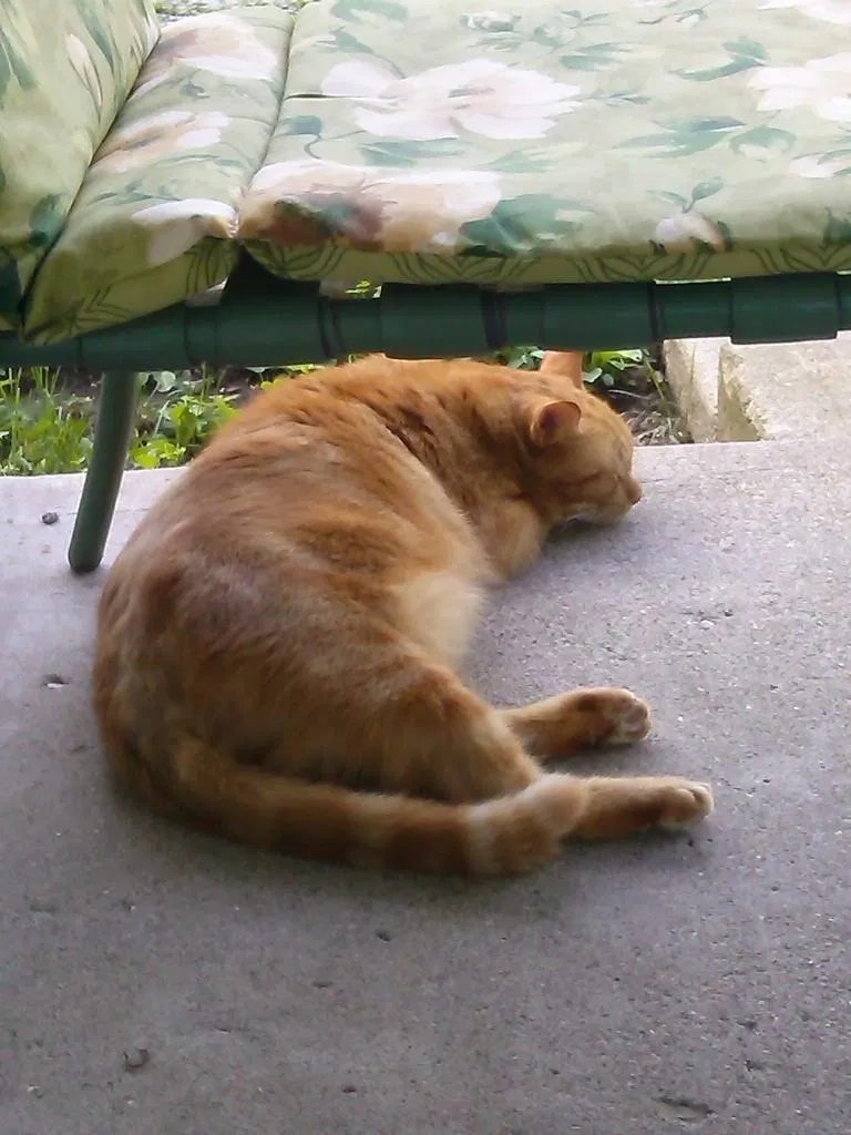 Lost cat in Lafayette, IN, 47905