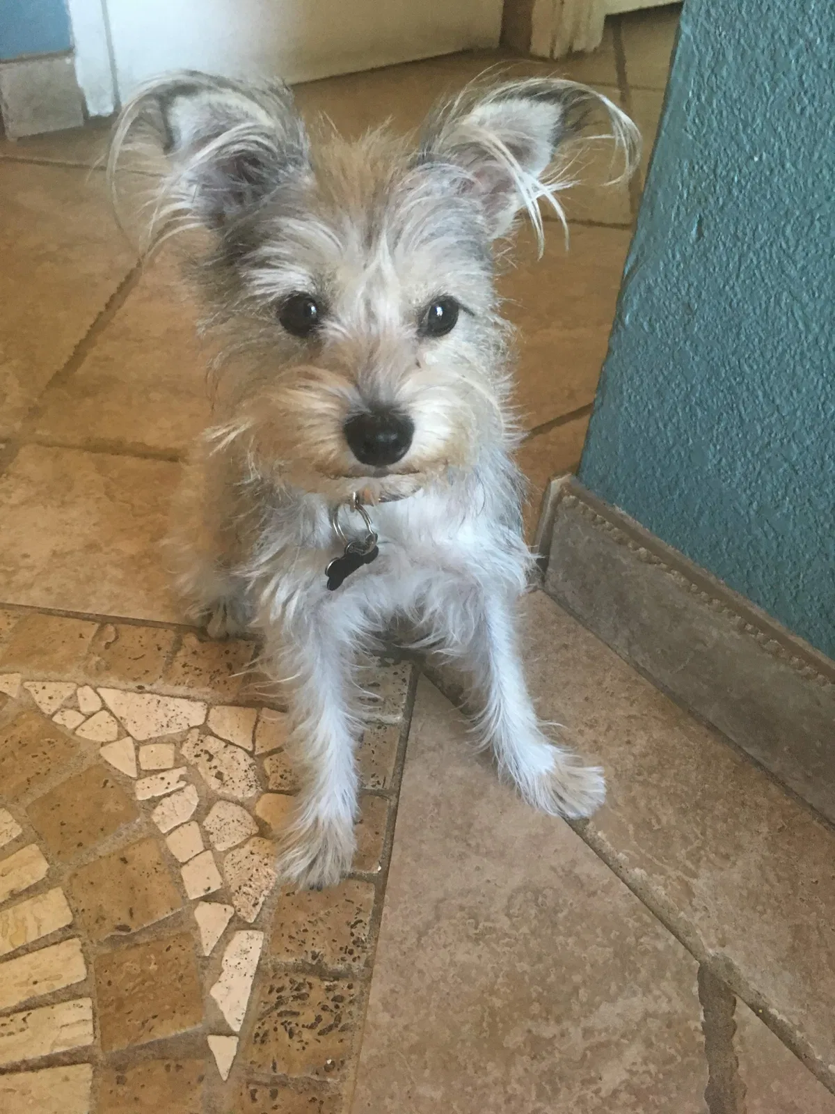 Lost dog in Unknown, CA, 90690