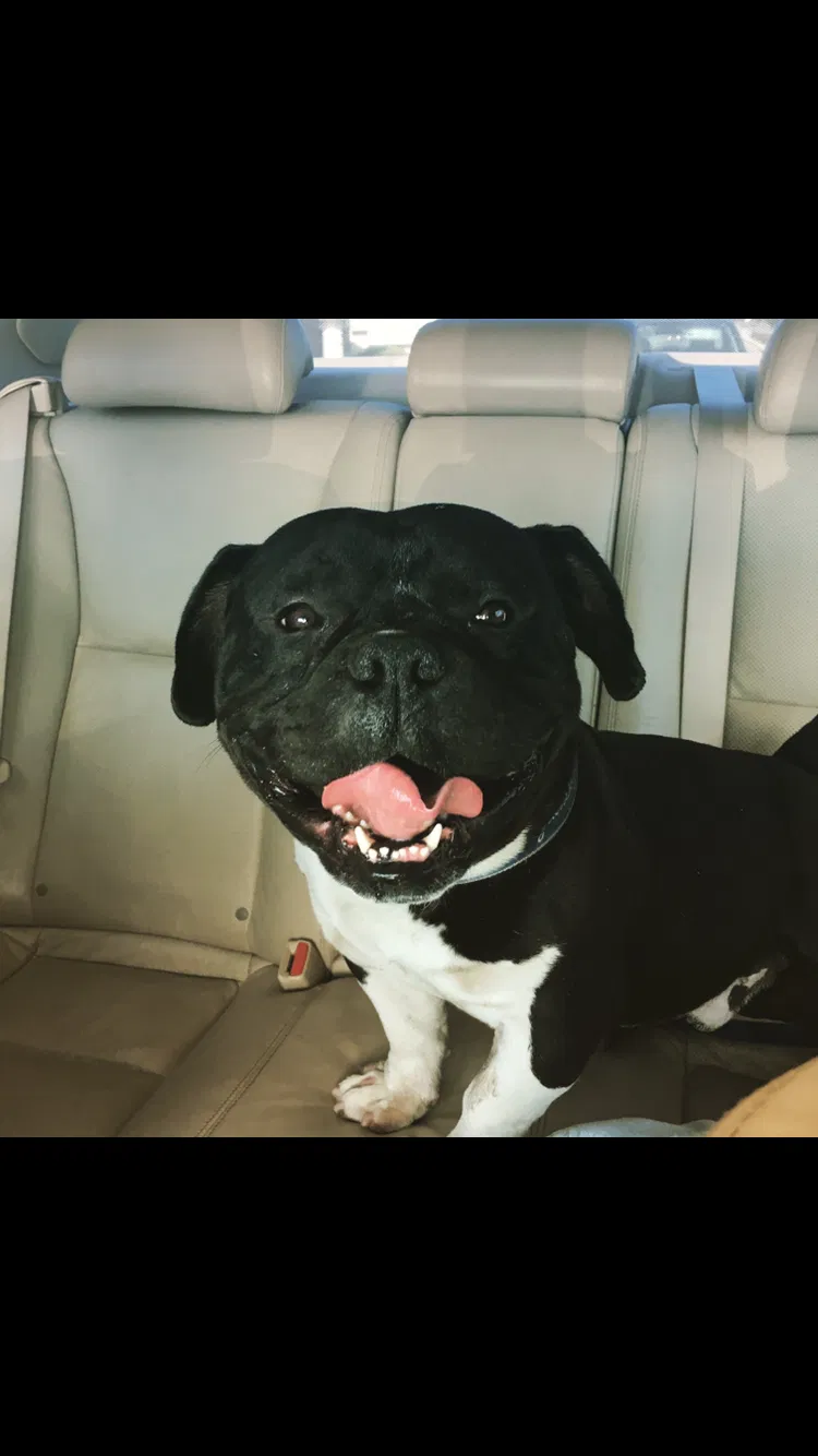 Lost dog in Whittier, CA, 90605
