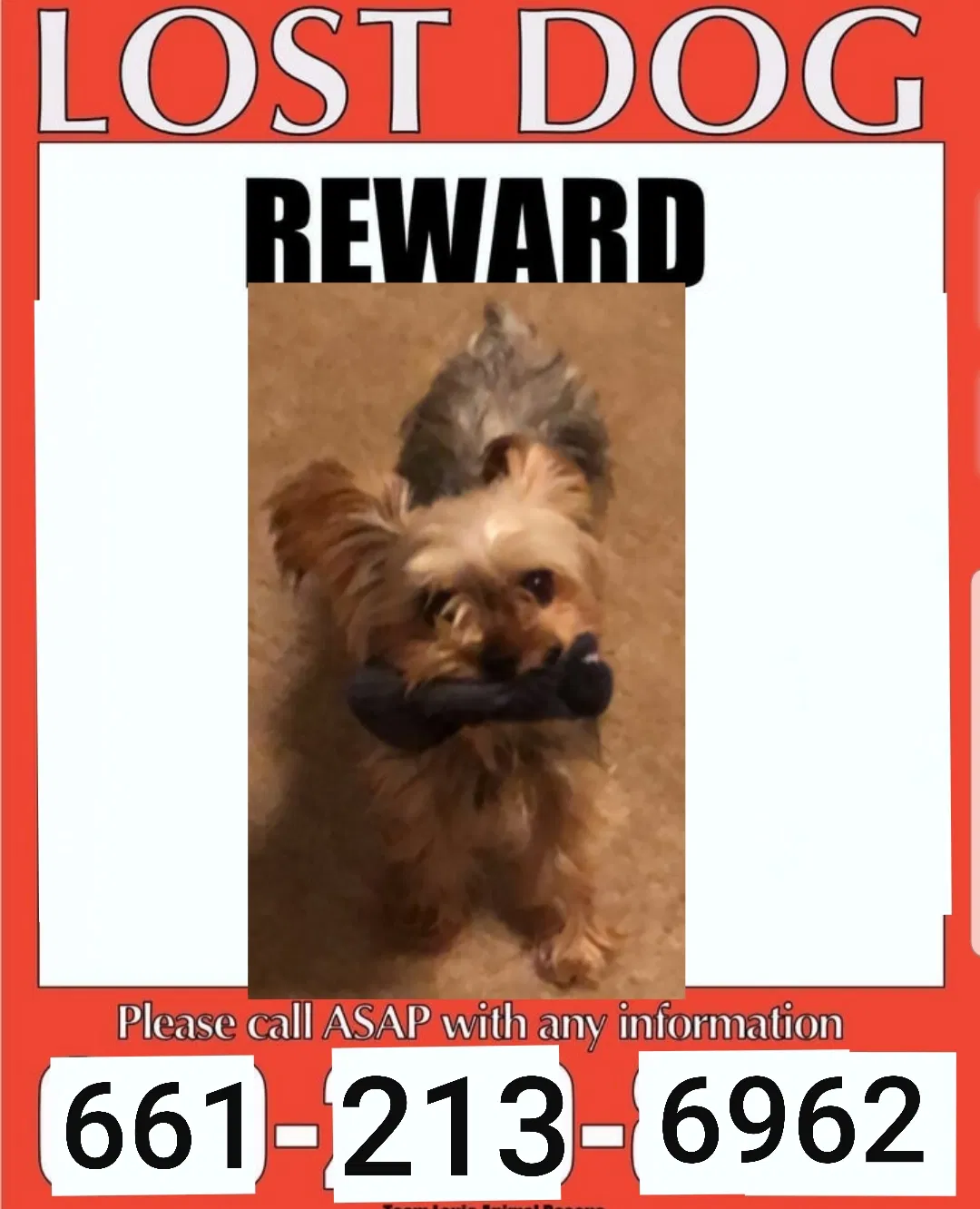 Lost dog in Bakersfield, CA, 93306
