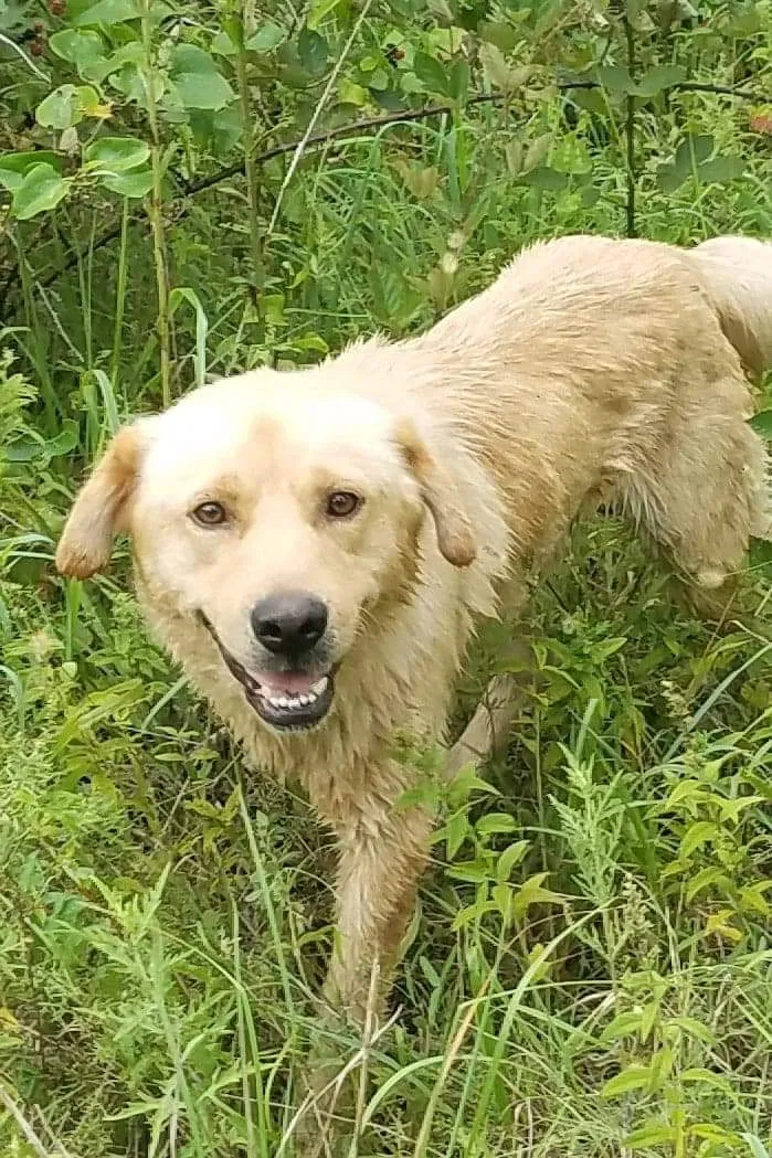 Lost dog in Drumright, OK, 74030
