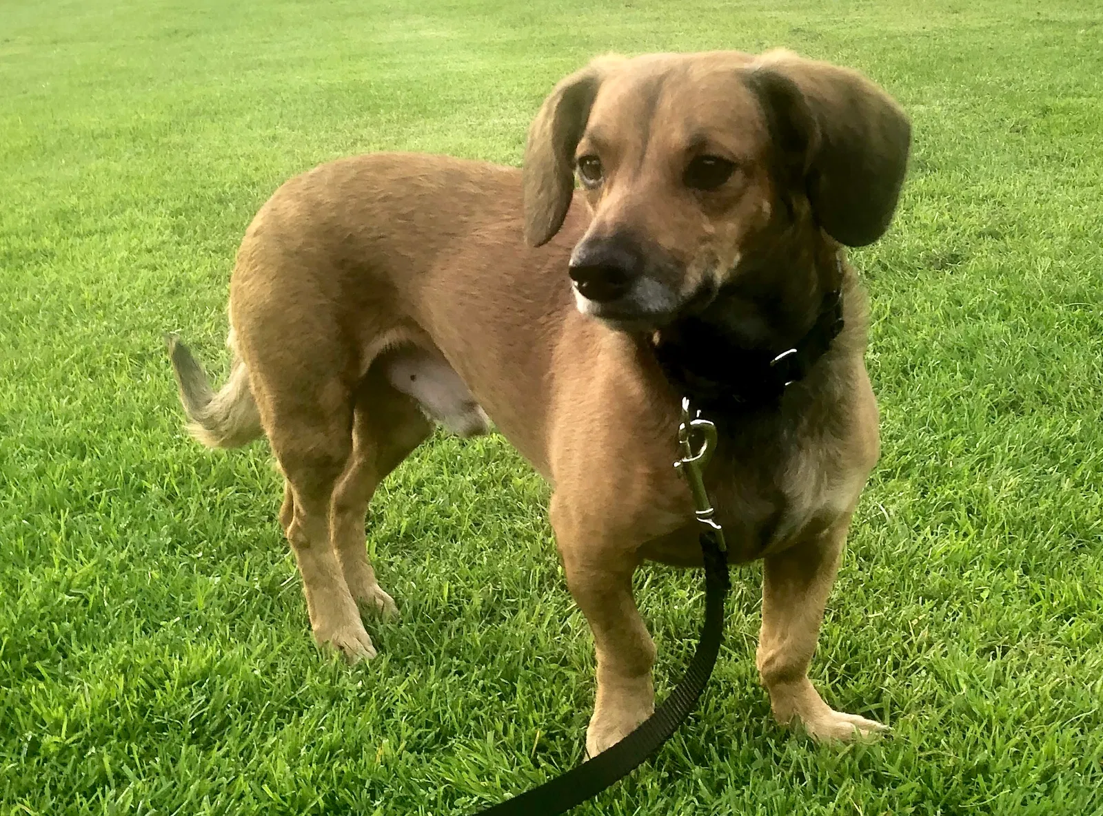 Lost dog in Lake Forest, CA, 92630