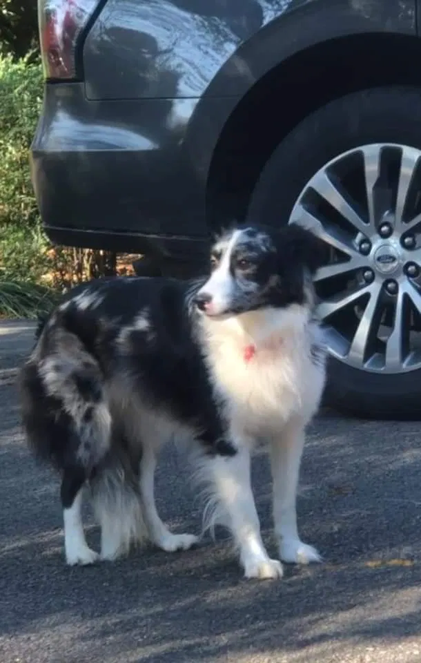 Lost dog in Richmond, VA, 23226