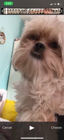 Lost dog in Newark, CA, 94560