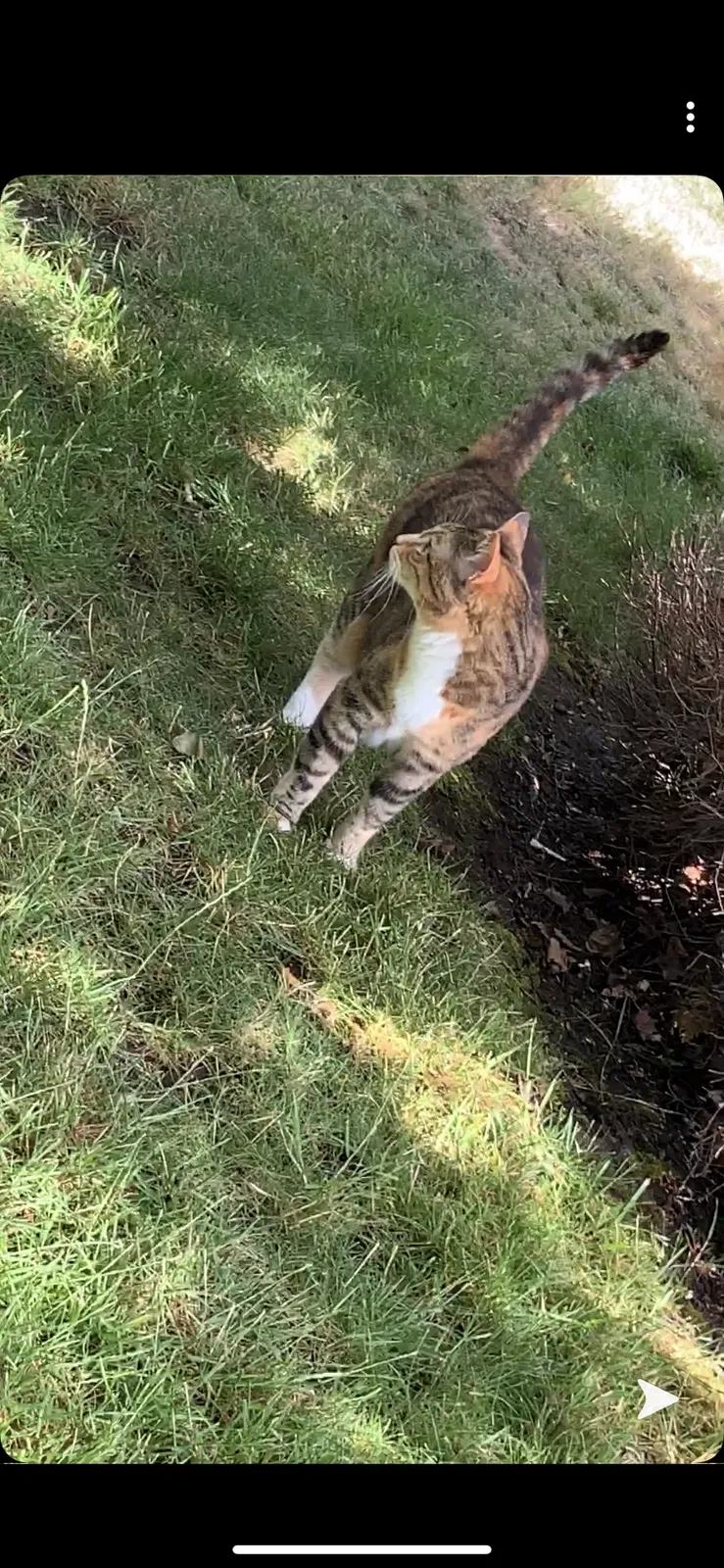 Lost cat in Steilacoom, WA, 98388