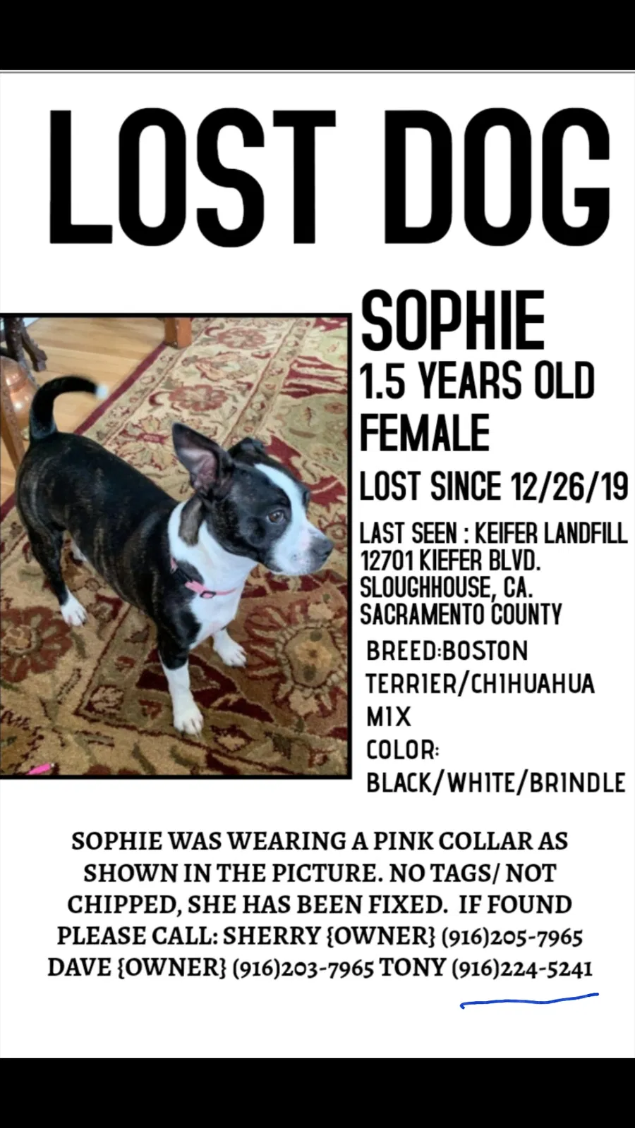 Lost dog in Sloughhouse, CA, 95683