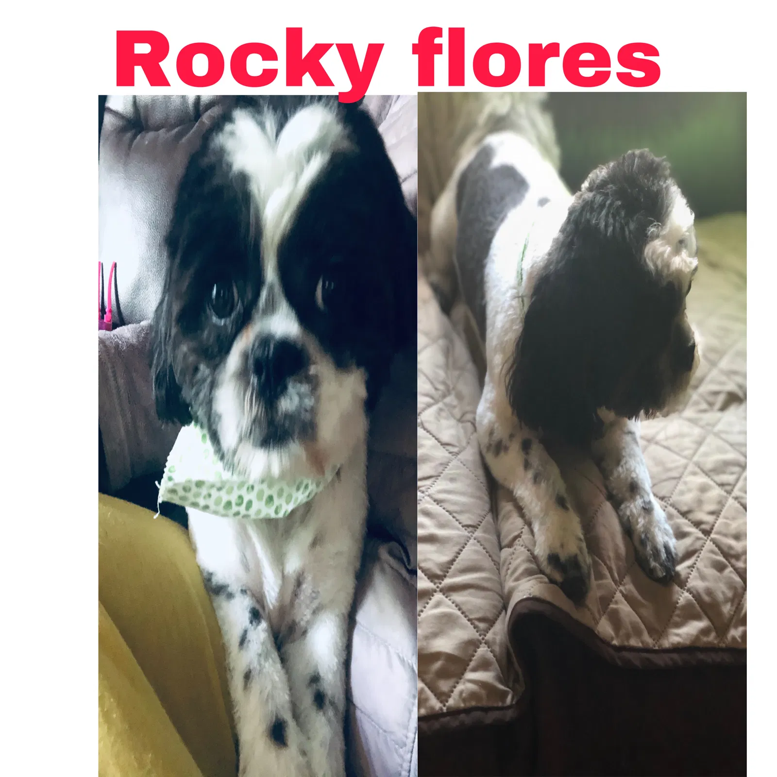 Lost dog in Riverdale, MD, 20737