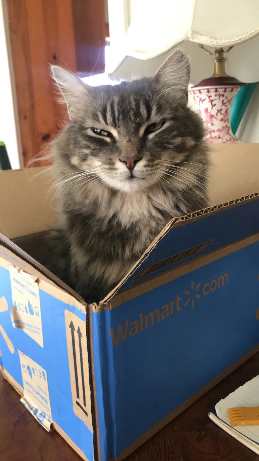 Lost cat in Dundee, FL, 33838