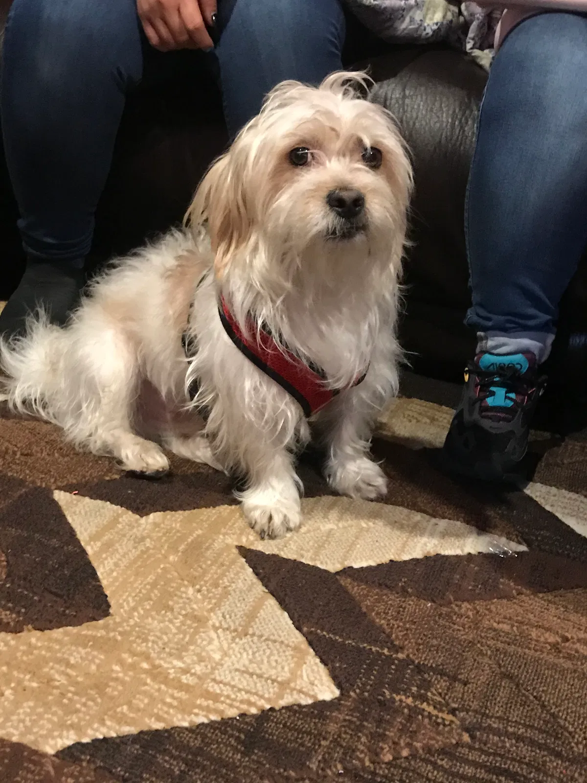 Lost dog in Los Angeles, CA, 90022