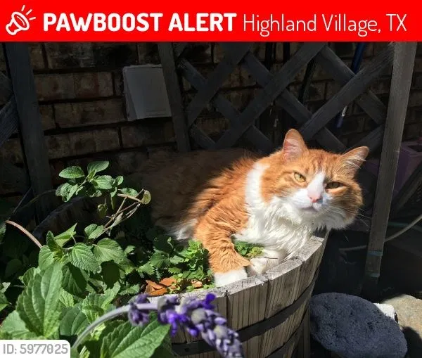 Lost cat in Lewisville, TX, 75077