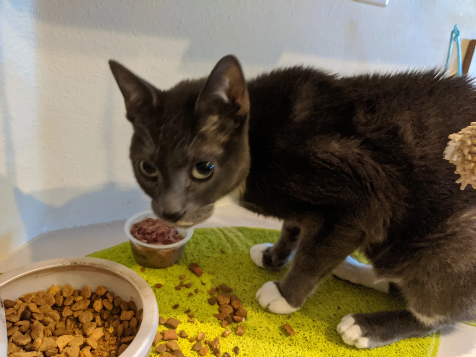 Lost cat in Valrico, FL, 33596