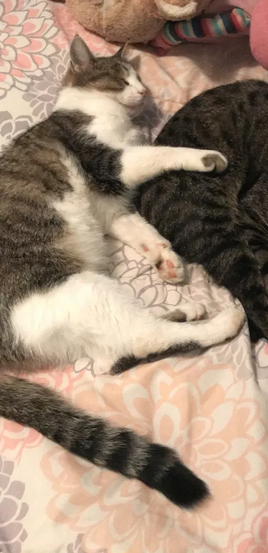 Lost cat in Marion, IL, 62959