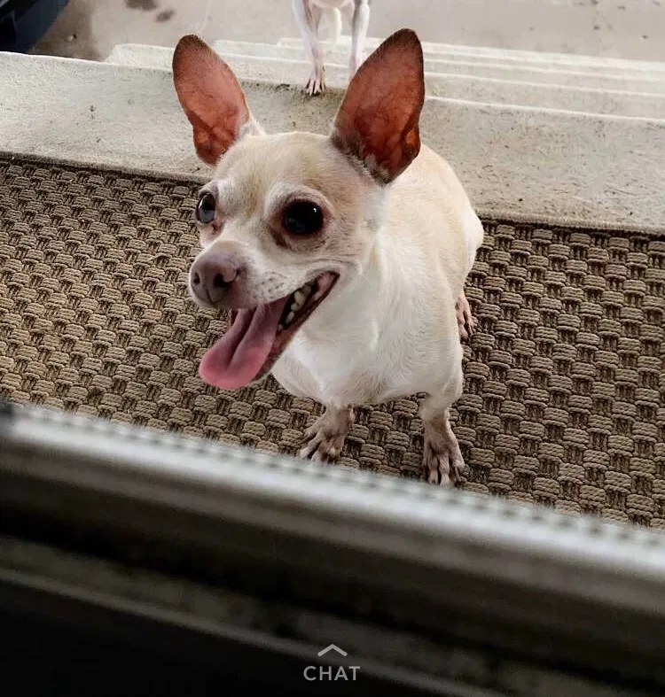 Lost dog in Cincinnati, OH, 45216